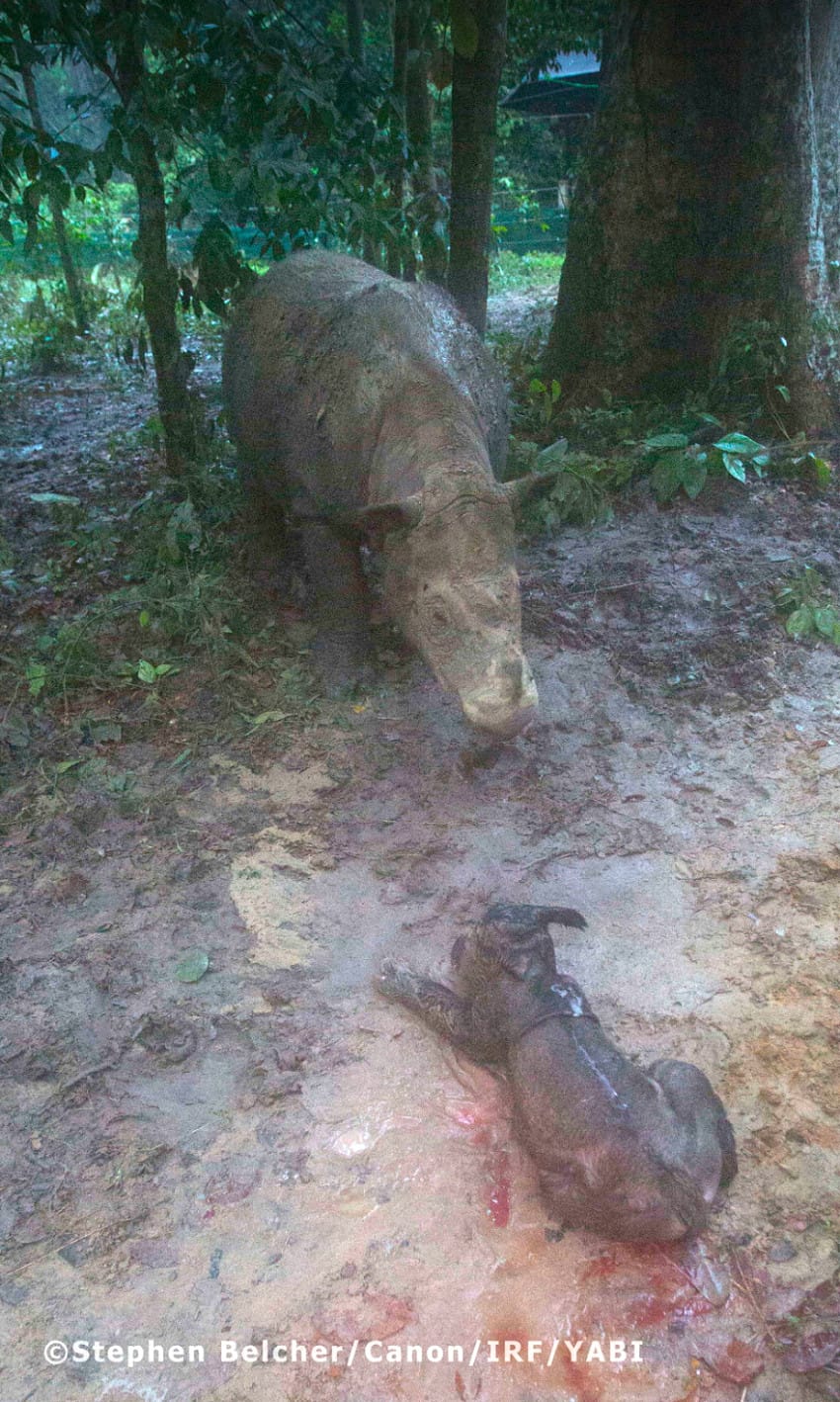 rare rhino calf birth