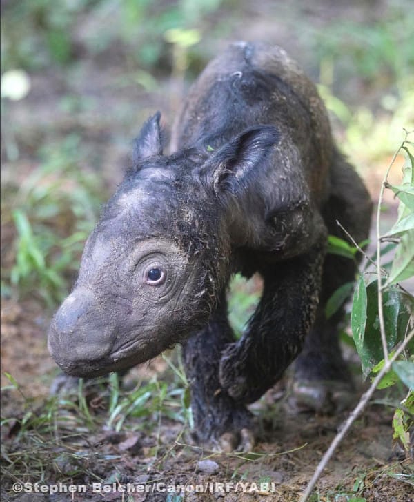 rare rhino calf birth