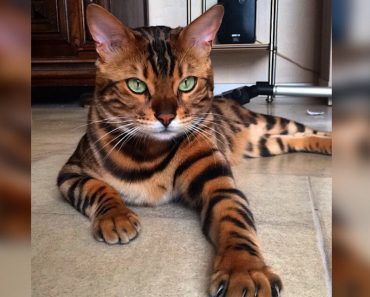 Bengal Cat Has Such A Unique Pattern, He Looks Like A Mini Tiger