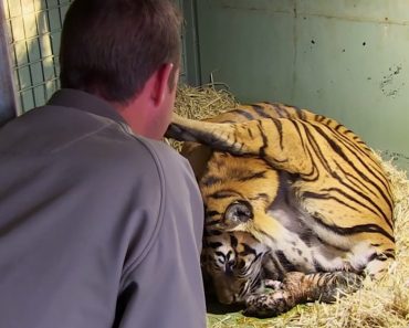 Pregnant Tiger Mom Stuns Keepers When Second Cub Starts Coming Just Minutes After First Is Born