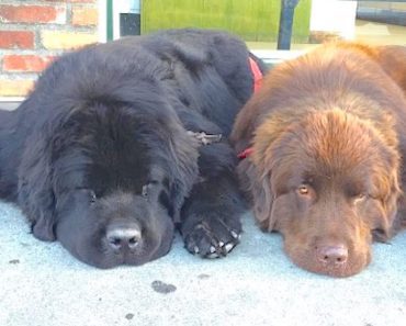 They Look Like 2 Ordinary Dogs, Until Mom Sees They’re As Tall As Her Kids