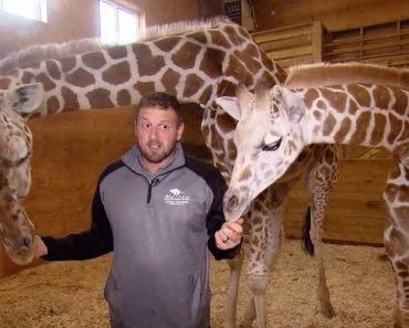 April The Giraffe Is Reportedly Pregnant Again 7 Months After Giving Birth