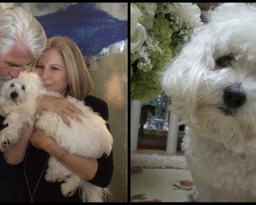 Barbra Streisand Admits That The Death Of Her 14-Year-Old Dog Was ‘Like Losing A Child’