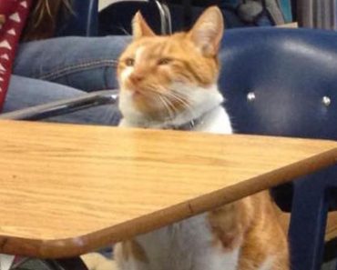 Orange Cat Leaves His Home Every Single Day To Sit In Class At The Local High School