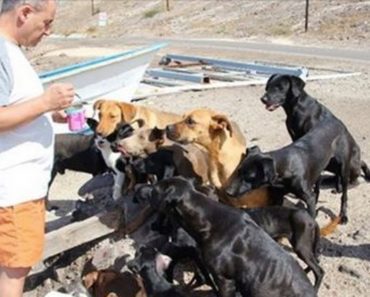 This Amazingly Heroic Couple Rescued 34 Homeless Cats And Dogs…While On Vacation!