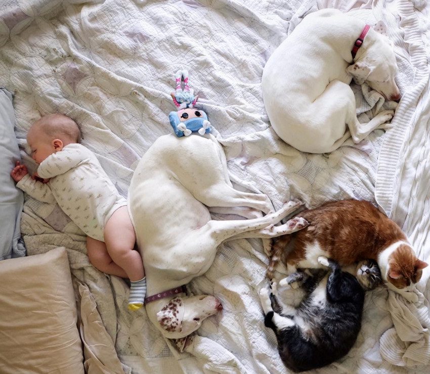 dog and newborn nap time 1