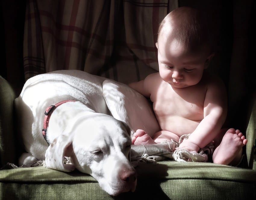 dog and newborn nap time 2