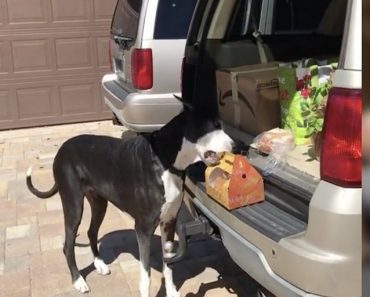 Great Dane Grabs Fried Chicken Out Of The Car, Then Carefully Walks Away
