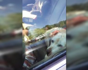 Police Officers Rescue Two Dogs From Overheated Cars