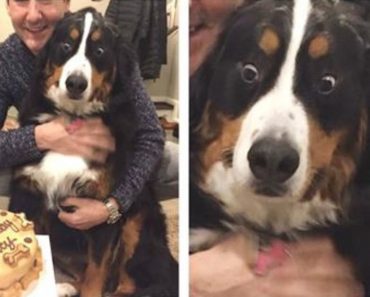 Dad Thinks He’s Wasting Money On Doggy Birthday Cake, Then He Sees Pup’s Face