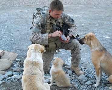 Soldier Makes A Plea To Adopt The Stray Dog Who Saved His Life