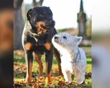 What Happens When A Rottweiler Breeds With A West Highland Terrier?