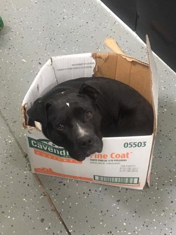 rescue dog sleeps in box