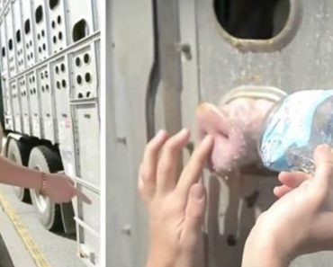 Woman Is Facing Jail Time For Giving Water To Dying Pigs In The Back Of A Truck