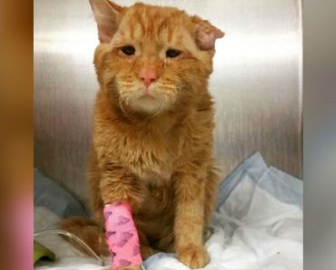 The Saddest Cat In The World Has 24 Hours To Live, Then He’s Scooped Up By An Angel