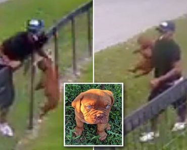 Dognappers Caught On Surveillance Video Stealing Puppy Over A Fence