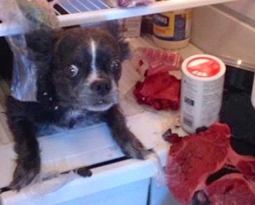 These Guilty Dogs Know Exactly What They’ve Done