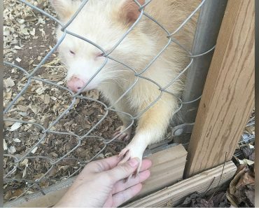 Rescuer Captures ‘Aggressive’ Albino Raccoon Saying ‘Thank You’ With Her Paw