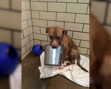 Scared Pit Bull Who Wouldn’t Put Down His Big Silver Bucket Finally Finds A Loving Forever Home