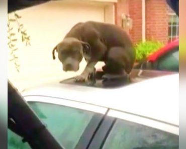 Men See Cowering Pit Bull Trapped On Flooded Car, Then Realize He’s Too Terrified To Accept Help