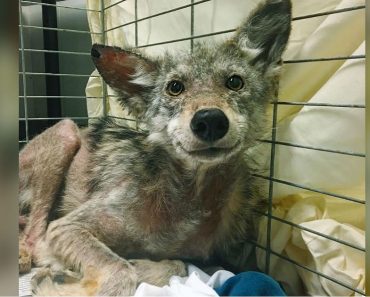 Shivering, Injured Coyote Can’t Stop Smiling When Rescuers Save His Life