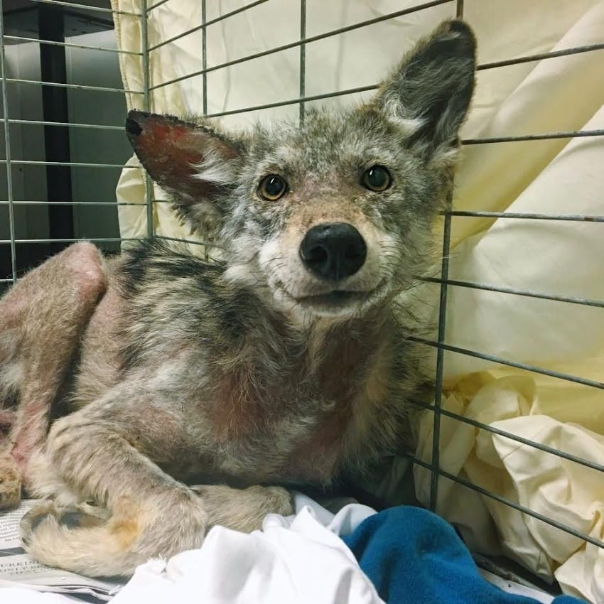 smiling rescued coyote ottawa