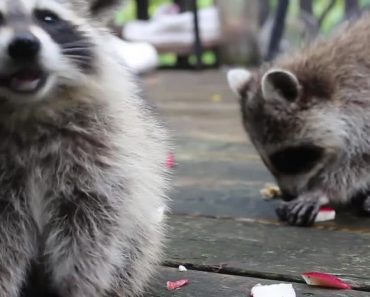Friendly Raccoons Visit Deck Every Morning For Snacks