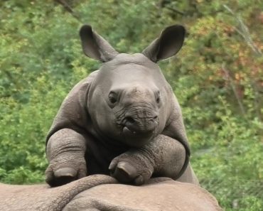 Happy Baby Rhino Begs Mom To Play With It