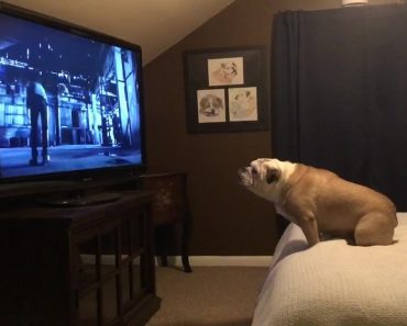 Bulldog Watches Horror Movie Trailer, Has Epic Response