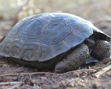 Baby Tortoises Found On Galapagos Island For First Time In Over 100 Years