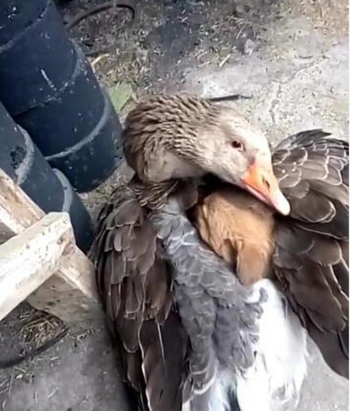 Goose saves puppy 