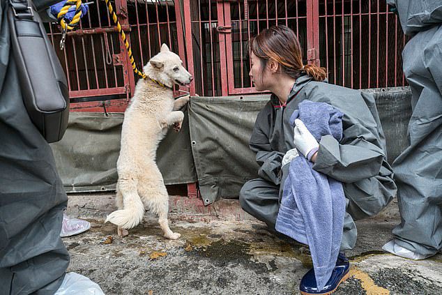 dogs rescued korean meat market