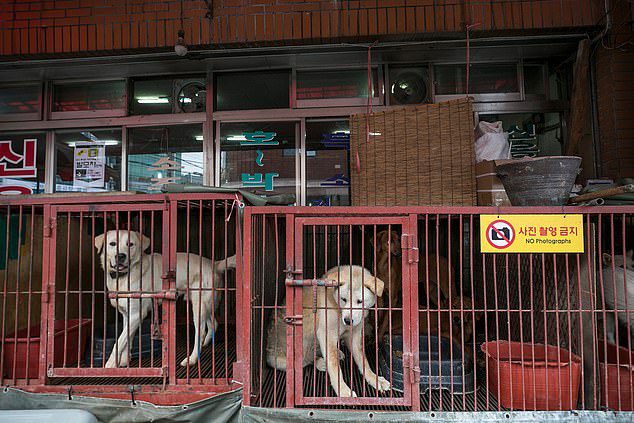 dogs rescued korean meat market