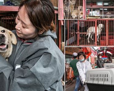 85 Dogs Are Rescued As Authorities Shut Down South Korean Canine Meat Market
