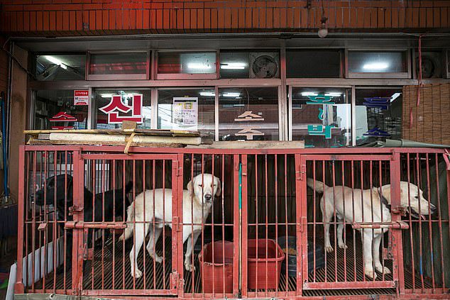 dogs rescued korean meat market 