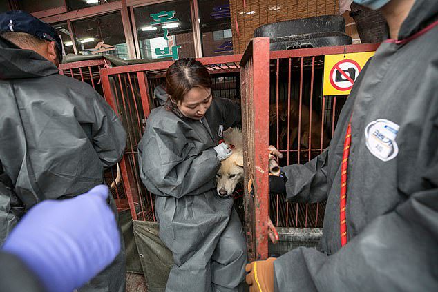 dogs rescued korean meat market 