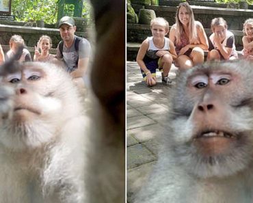 Monkey Grabs A Camera For A Selfie And Flips The Middle Finger