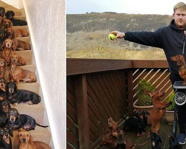 Teenage Owner Gets His 16 Dachshunds To Pose Lined Up In Flawless Pairs On The Stairs