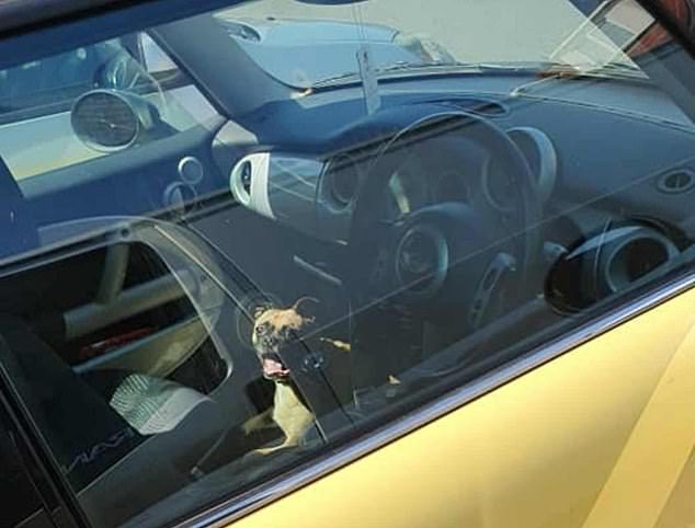 woman leaves dog hot car