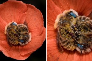 Photographer Reveals Photos Of Bees Sleeping In Flowers And It’s The Cutest Thing You’ll See