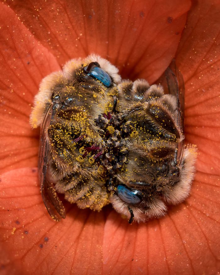 bees sleeping flower