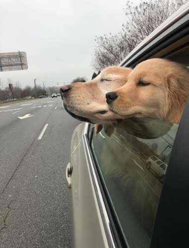 blind dog seeing eye puppy