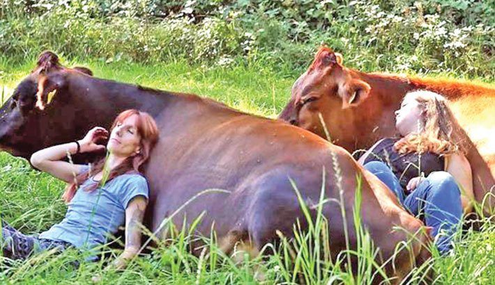 cow cuddling therapy