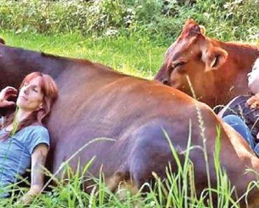 cow cuddling therapy