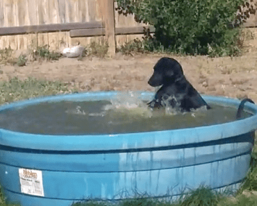 Black Labrador Caught Having Way Too Much Fun In The Pool