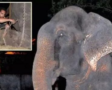 Elephant Cries Tears Of Joy While Being Rescued After 5 Decades Of Abuse