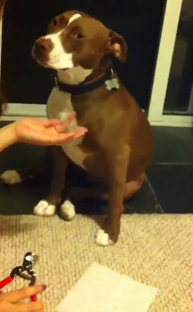 drama dog avoids nail trimming
