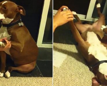 drama dog avoids nail trimming