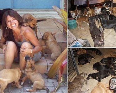 Woman Shelters Nearly 100 Stray And Sick Dogs As Hurricane Dorian Strikes