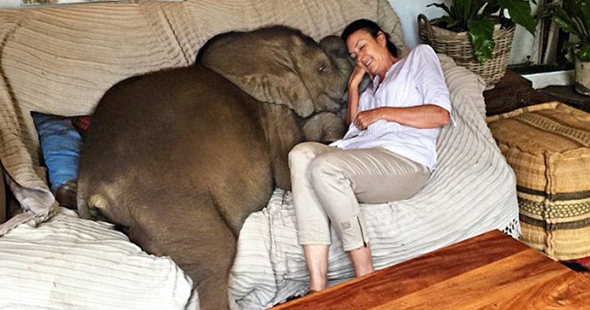 woman saves elephant